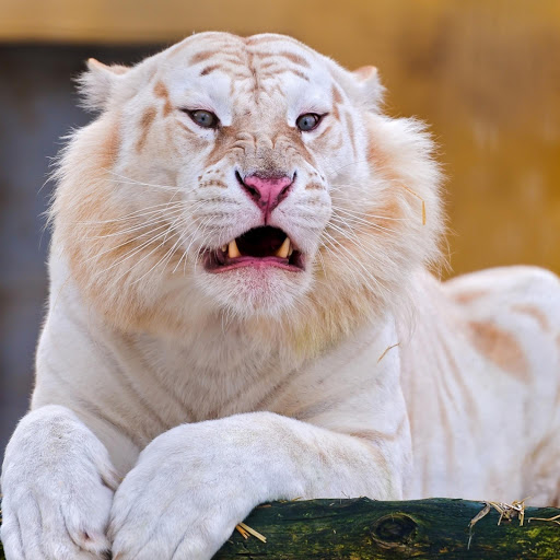 Hd-169116-ascw169116