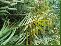 Alpinia folha palmeira (2)