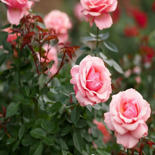 Hd-171815-ascw171815