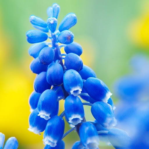 Hd-177088-ascw177088