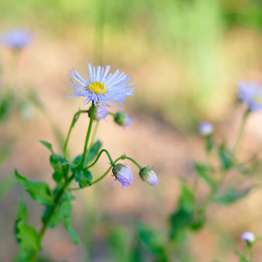 Hd-165482-ascw165482