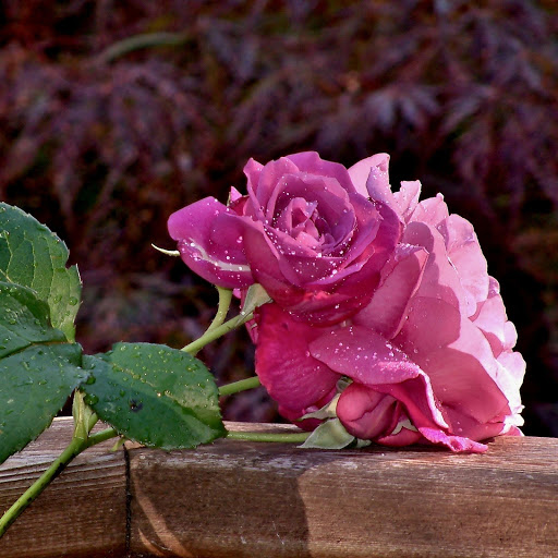 Hd-177114-ascw177114