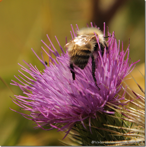 common carder bee 1