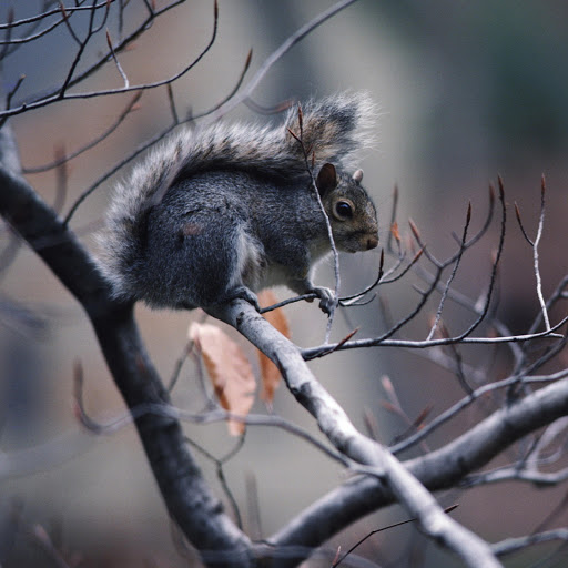 Hd-172191-ascw172191