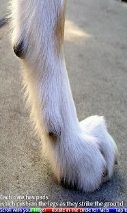 Animal Paws and Claws - náhled