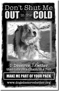 dog-chained-in-cold