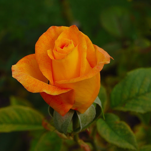 Hd-177134-ascw177134