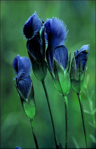 Fringed Gentian