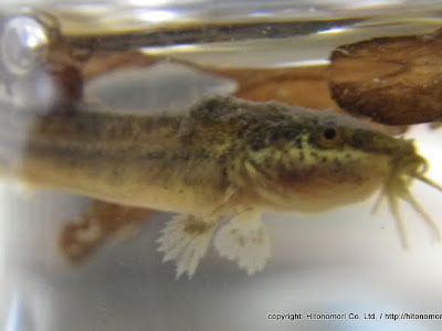 ドジョウ 稚魚 187330-ドジョウ 稚魚 販売