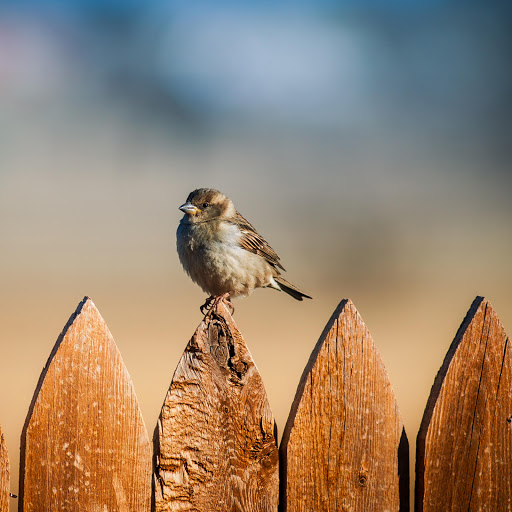 Hd-160143-ascw160143