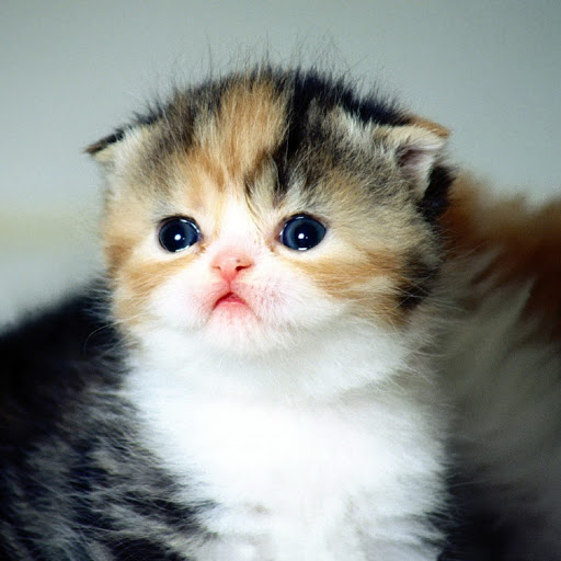 Hd-136556-ascw136556