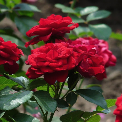 Hd-177184-ascw177184