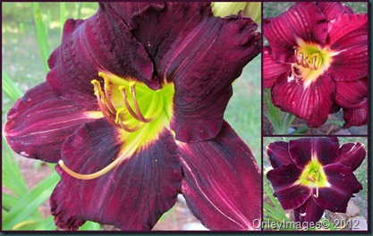 day lily collage2