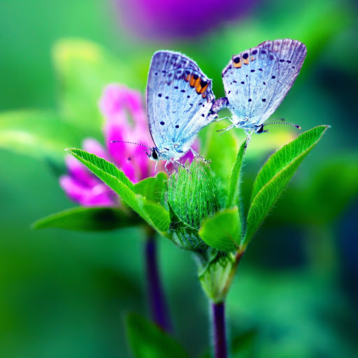 Hd-142663-ascw142663