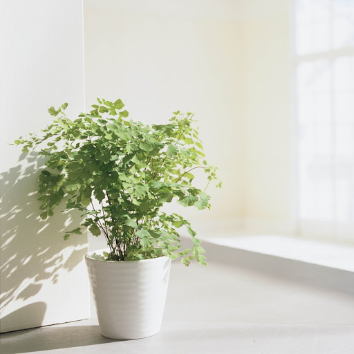 Hd-131608-ascw131608