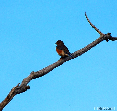 1. bog bluebird-kab