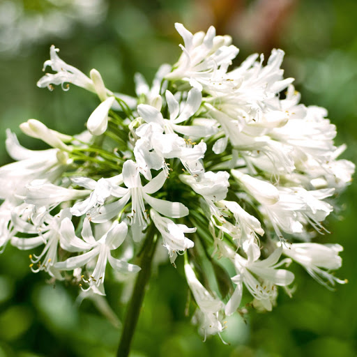 Hd-142387-ascw142387