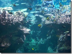 2012.09.02-025 aquarium