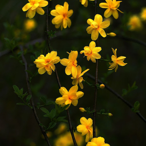 Hd-166077-ascw166077