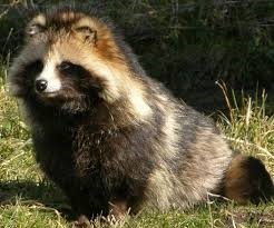 [Amazing%2520Animal%2520Pictures%2520Racoon%2520Dog%2520%25283%2529%255B4%255D.jpg]