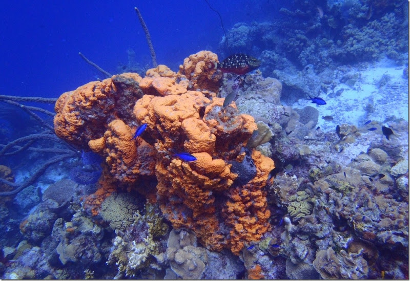 023l orange koralle