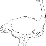 OSTRICH_BW_thumb.jpg