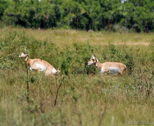 4. antelope-kab