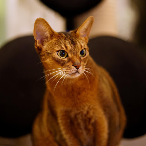 Hd-190869-ascw190869