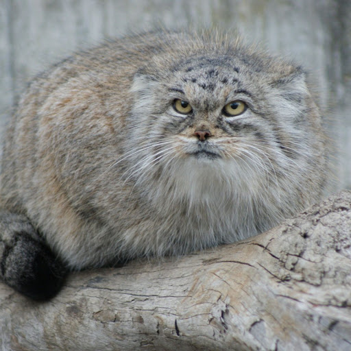 Hd-141580-ascw141580