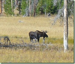 Day15Yellowstone Moose close