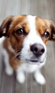 Q Puppy Live Wallpaper(圖2)-速報App