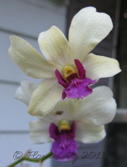 [06-11-doug-orchid%255B3%255D.jpg]