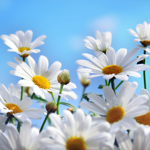 Hd-150171-ascw150171