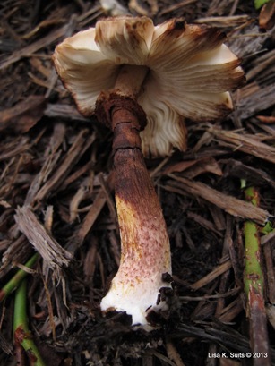 Lepiota full length