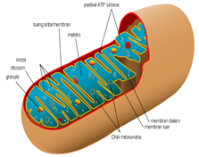 Fungsi mitokondria