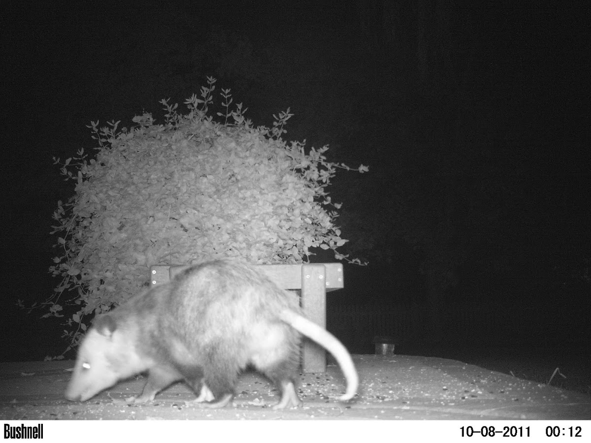 Virginia Opossum Project Noah