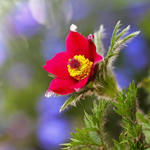 Hd-142245-ascw142245