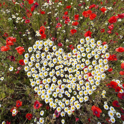 Hd-162051-ascw162051