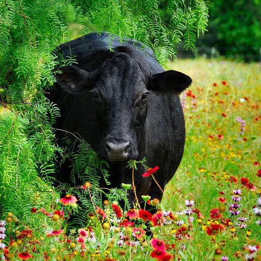 Hd-190809-ascw190809