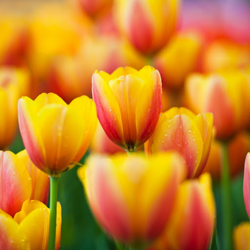 Hd-152073-ascw152073