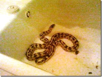 20120914 Desert king snake