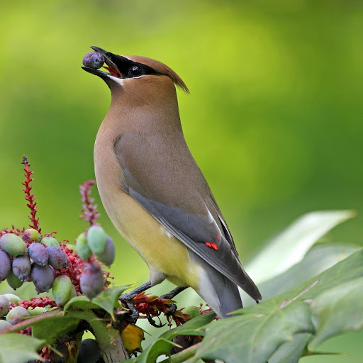 Hd-176717-ascw176717