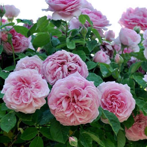 Hd-161950-ascw161950