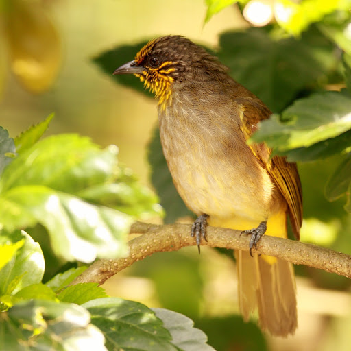 Hd-185880-ascw185880