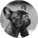 Image Google de L'Or Noir de Paris bouledogues français