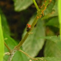 Membracid with parasites