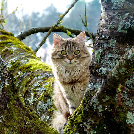 Hd-146596-ascw146596