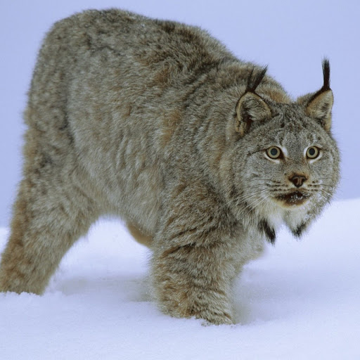 Hd-148004-ascw148004