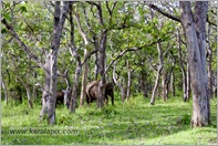 _P6A1679_wild_elephants_mudumalai_bandipur_sanctuary 