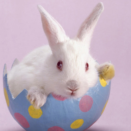 Hd-162218-ascw162218